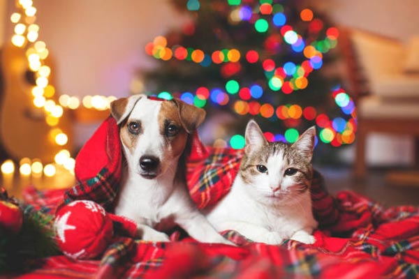 Mascotas navideñas